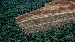 ICEYE Deforestation Solution - Press Release Webpage
